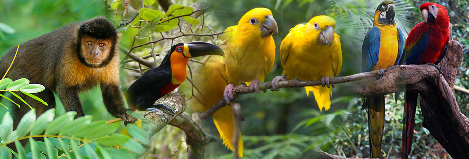 BRASIL AMAZÔNIA BRASIL AMAZÔNIA