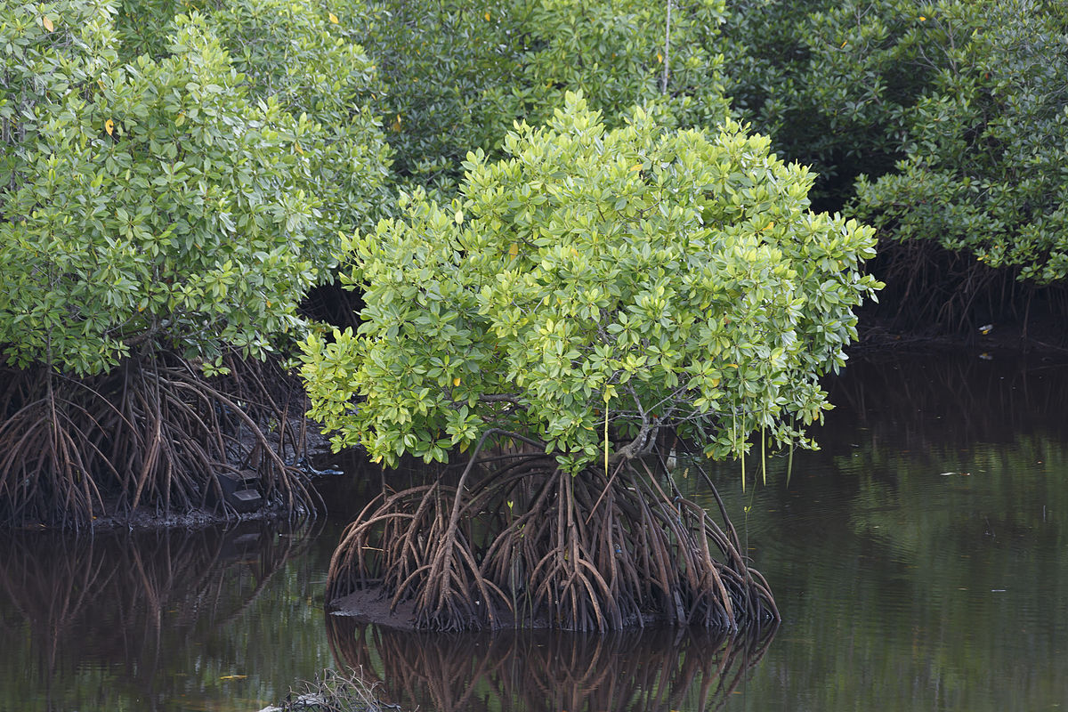 MANGUE 01 MANGUE 01
