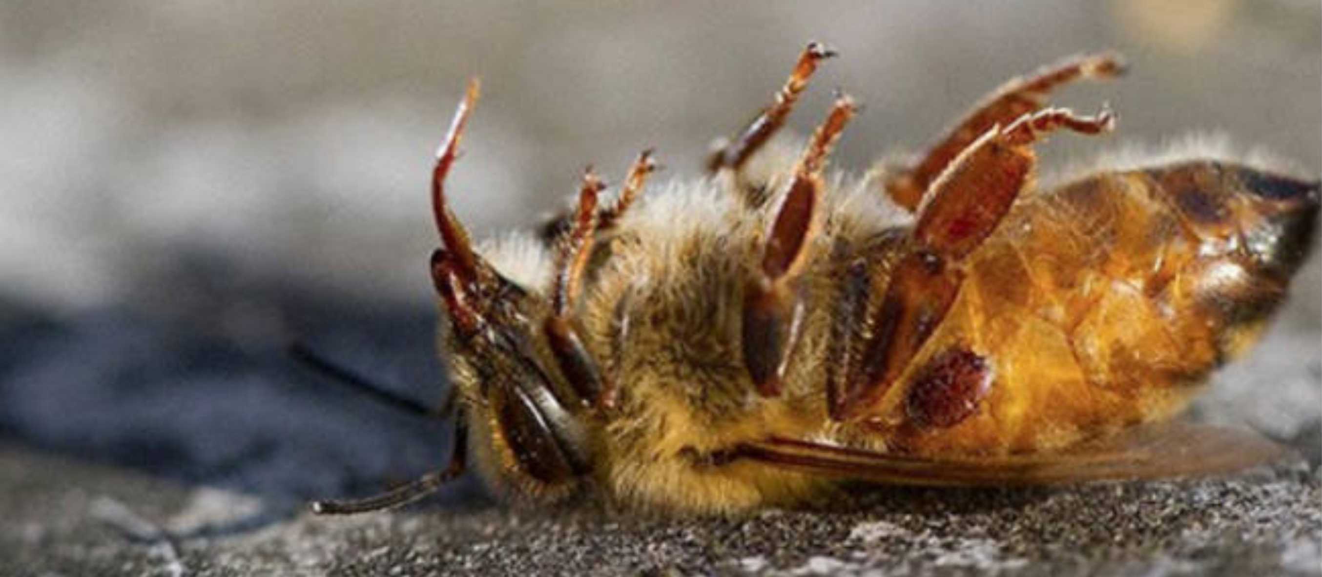 ABELHAS Agronegócio x Bancada Ruralista Máfia Empresarial Global x Local Testas de Ferro. ABELHAS Agronegócio x Bancada Ruralista Máfia Empresarial Global x Local Testas de Ferro.